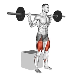 اسکوات باکس هالتر