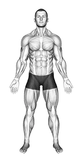 حالت دست‌ها ایستاده (چرخش به داخل، چرخش به خارج، خنثی)