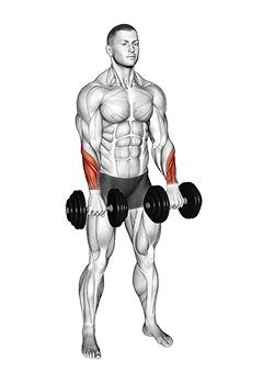 مچ دست دمبل دست‌برعکس ایستاده