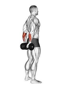 مچ دست دمبل ایستاده از پشت