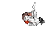 حرکت حرکت فک