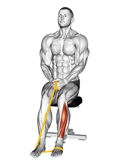 حرکت خم کردن کف پا با کش