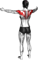 اسکوییز کمر ایستاده