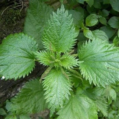 گزنه