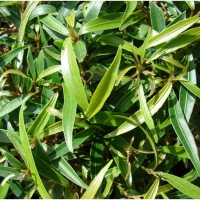 برگ بید