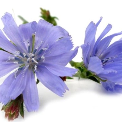کاسنی