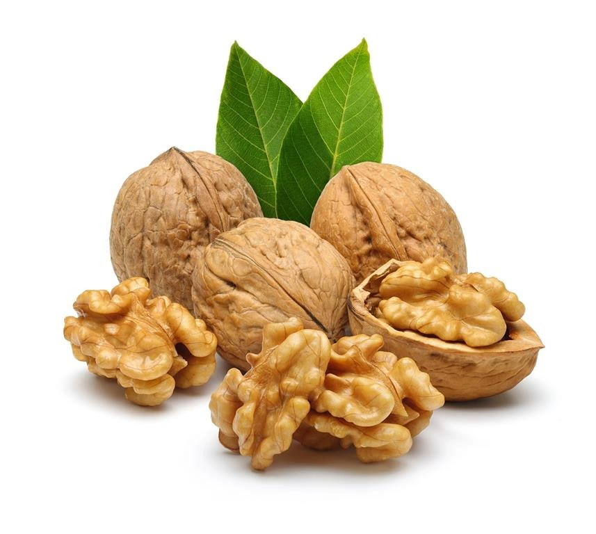 گردو