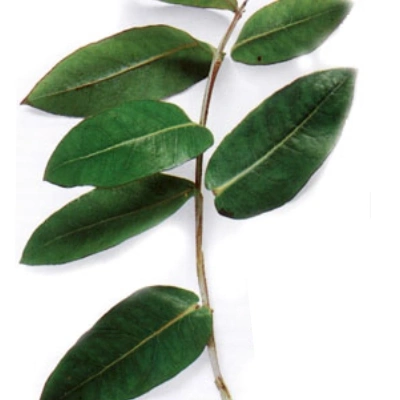 اکالیپتوس