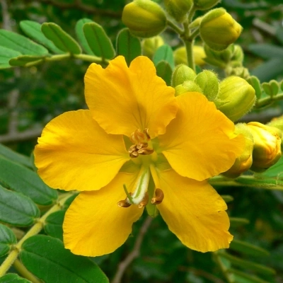 سنا