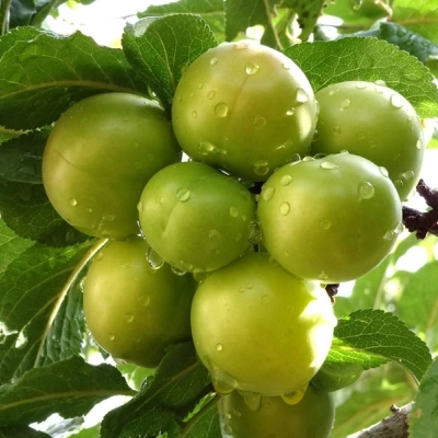 گوجه سبز