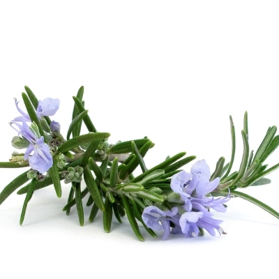رزماری