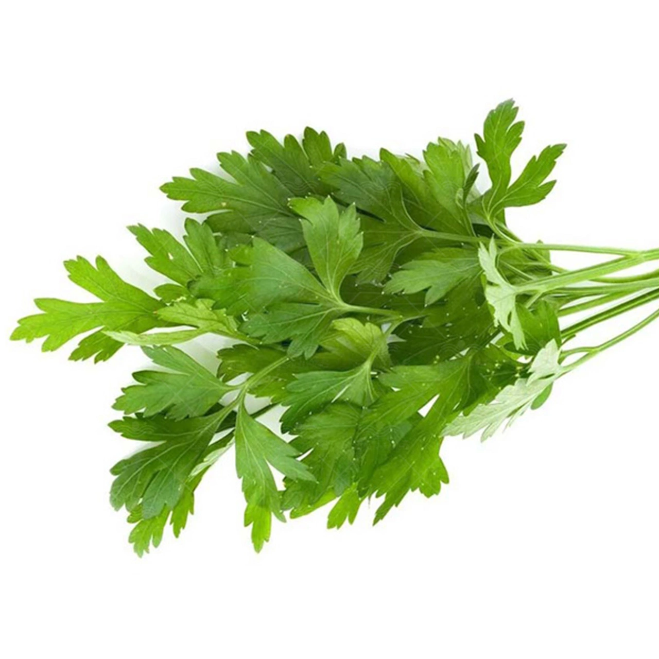 جعفری تازه