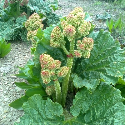 ریواس
