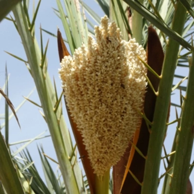 طارونه