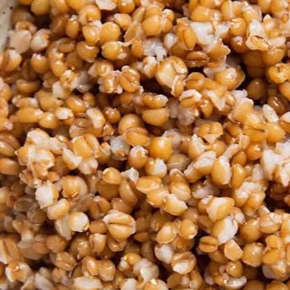 گندم، پحته