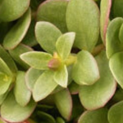 خرفه