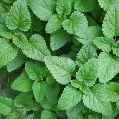 بادرنجبویه