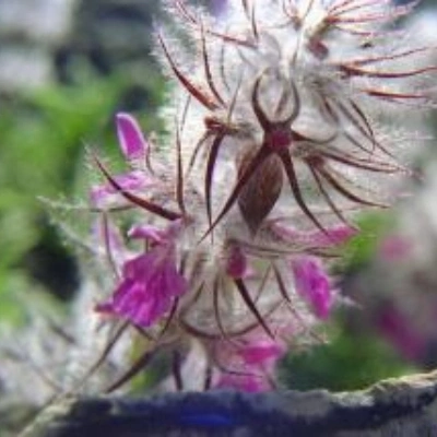 چای کوهی