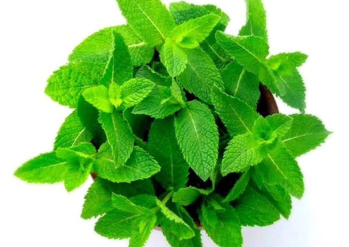نعناع تازه