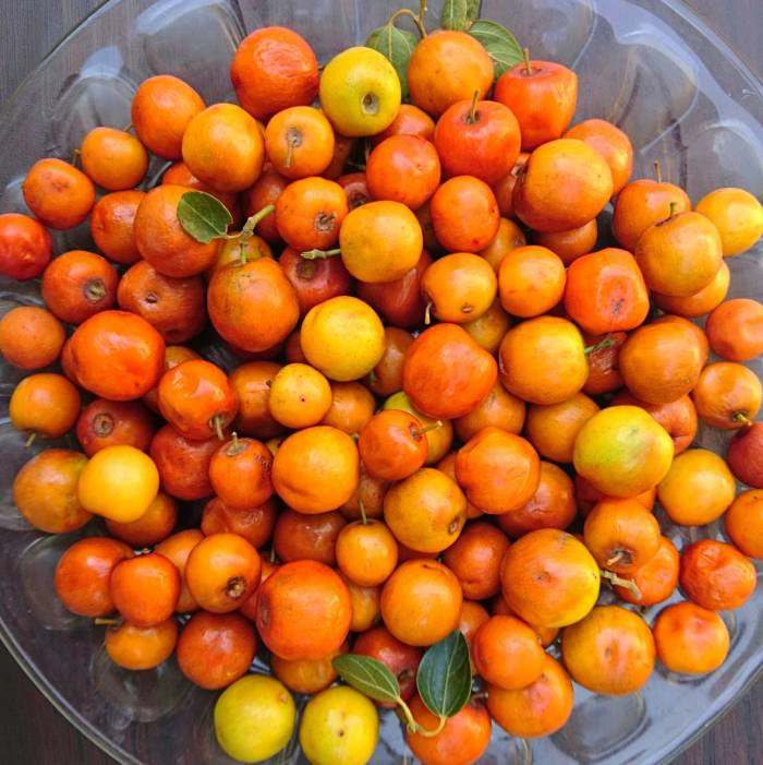 کنار