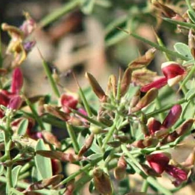 خارشتر