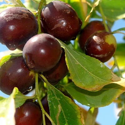 عناب