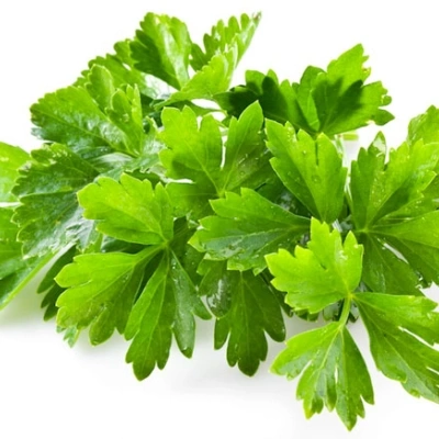 گشنیز